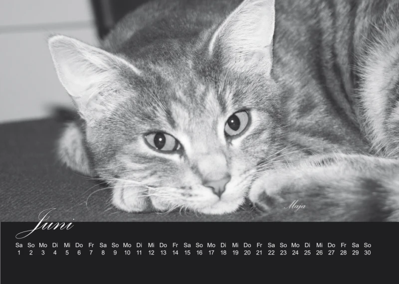 Kalender Lieblingstiere 2024 A4 Format
