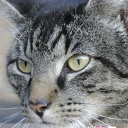 Katzen Geburtstagskalender A5