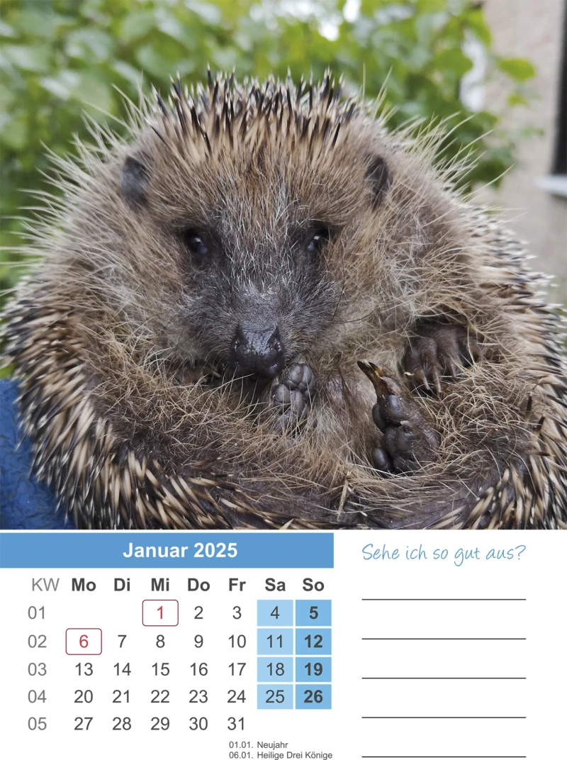 Igel Kalender 2025 A4