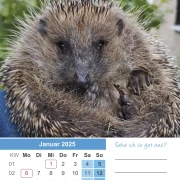 Igel Kalender 2025 A4