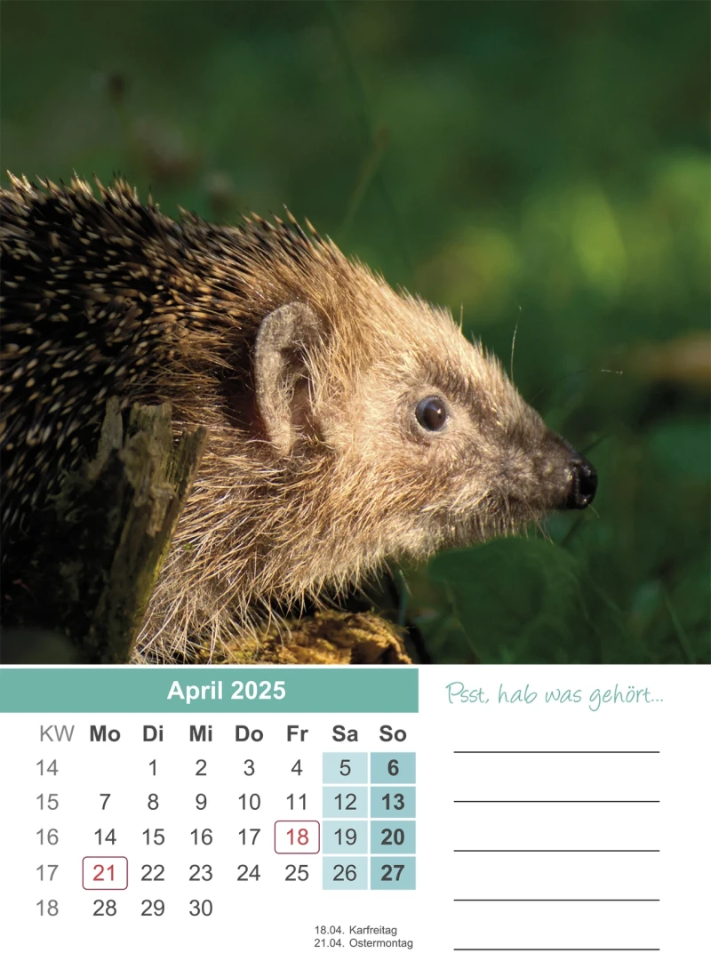 Igel Kalender 2025 A4