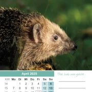 Igel Kalender 2025 A4