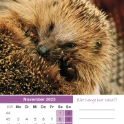 Igel Kalender 2025 A4