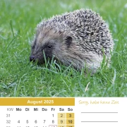 Igel Kalender 2025 A4