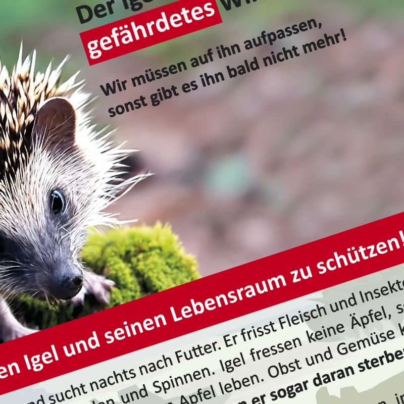 Buch Kinderbuch Igel Murmel